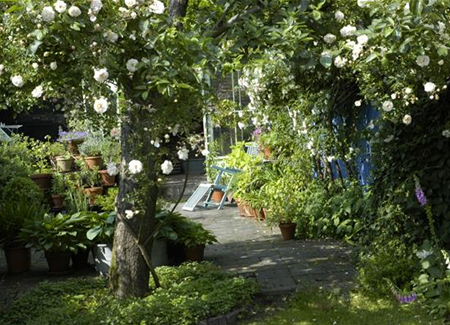 Kletterpflanzen im Garten - hoch hinaus und noch viel weiter! Kletterpflanzen im Garten - hoch hinaus und noch viel weiter!