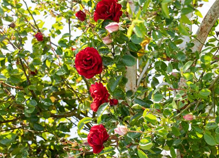 Veredelung von Rosen Veredelung von Rosen