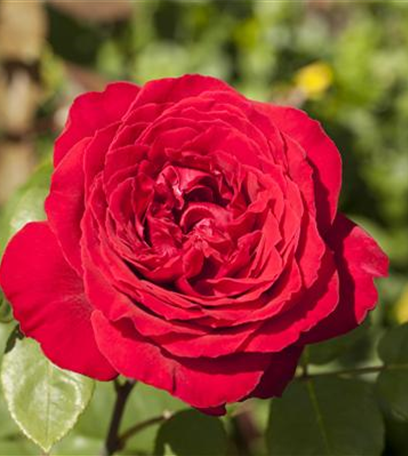 Rosen pflanzen und schneiden