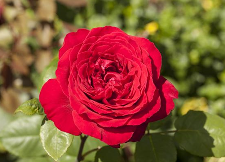 Rosen pflanzen und schneiden  Rosen pflanzen und schneiden