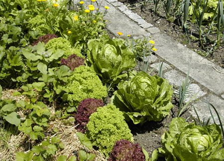 Der Gemüsegarten – weder spießig noch langweilig Der Gemüsegarten – weder spießig noch langweilig