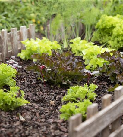 Der Gemüsegarten – weder spießig noch langweilig