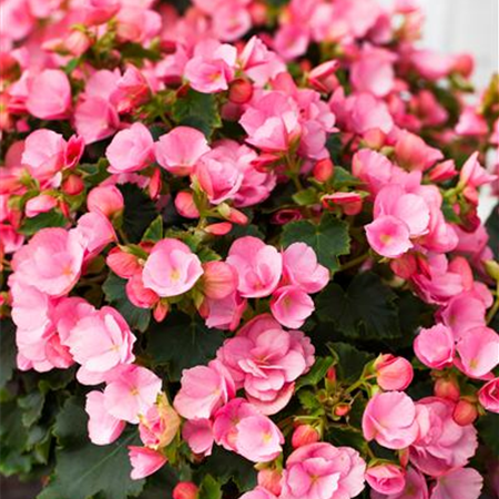 Begonien überwintern – frostempfindliche Knollen im Winter