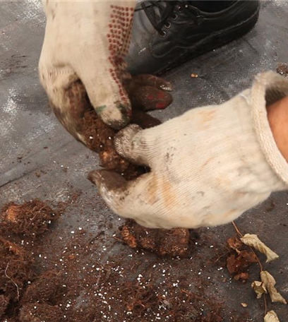 Begonien überwintern – frostempfindliche Knollen im Winter
