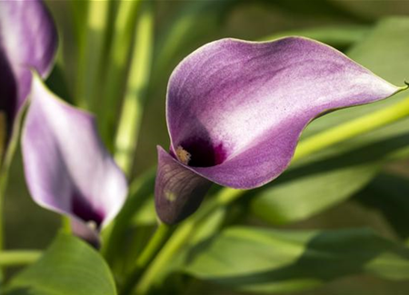 Frostempfindliche Schönheit: Calla überwintern Frostempfindliche Schönheit: Calla überwintern