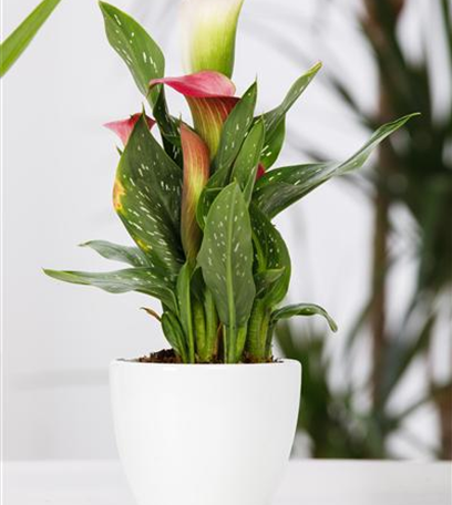 Frostempfindliche Schönheit: Calla überwintern