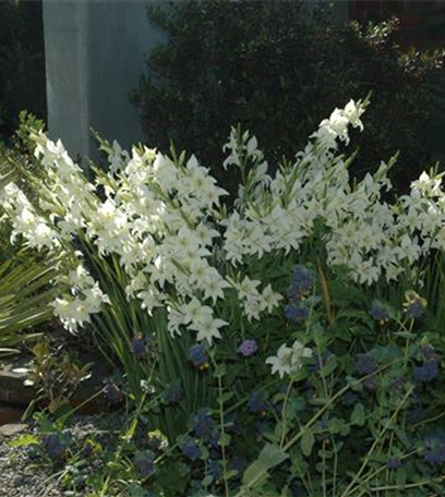 Gladiolen überwintern: Vorbereitung und Lagerung