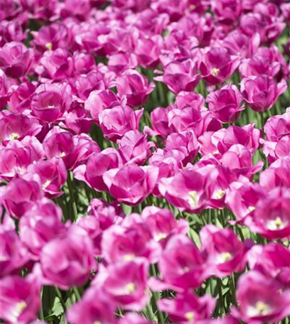 Stauden und Blumenzwiebeln kombinieren