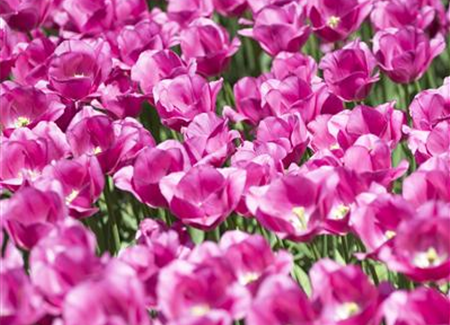 Stauden und Blumenzwiebeln kombinieren Stauden und Blumenzwiebeln kombinieren