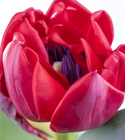 Zwiebellaub braucht eine professionelle Behandlung!