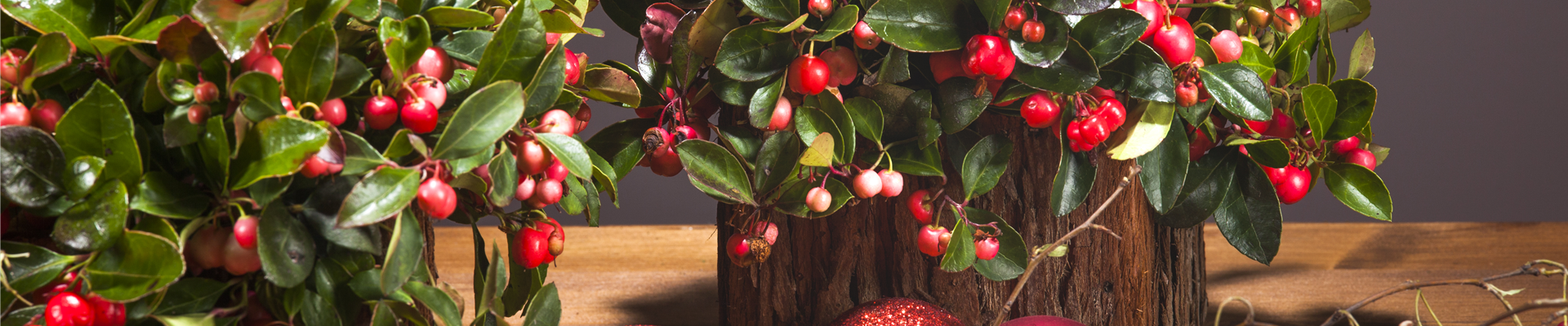 Gaultheria procumbens Gaultheria procumbens