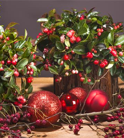 Mistelzweige als Deko