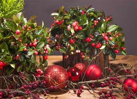 Mistelzweige als Deko  Mistelzweige als Deko