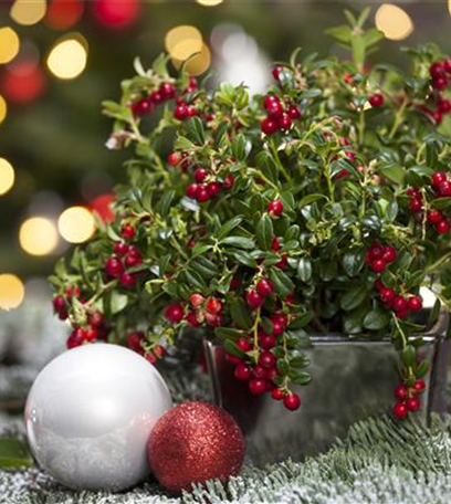 Mistelzweige als Deko