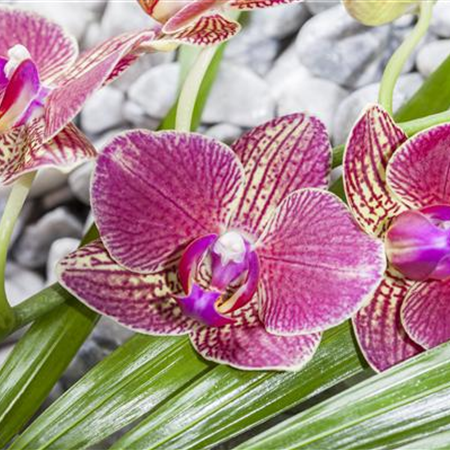 Orchideen Orchideen