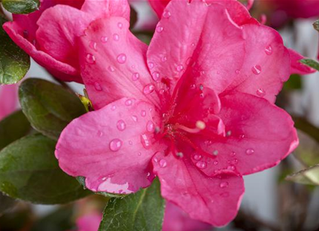 Die Zimmerazalee – bunte Schönheit bei tristem Wetter Die Zimmerazalee – bunte Schönheit bei tristem Wetter