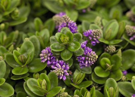 Die Strauchveronika – eine erstaunliche Entwicklung Die Strauchveronika – eine erstaunliche Entwicklung