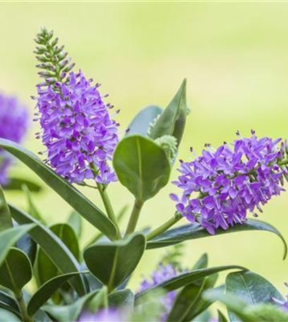 Die Strauchveronika – eine erstaunliche Entwicklung