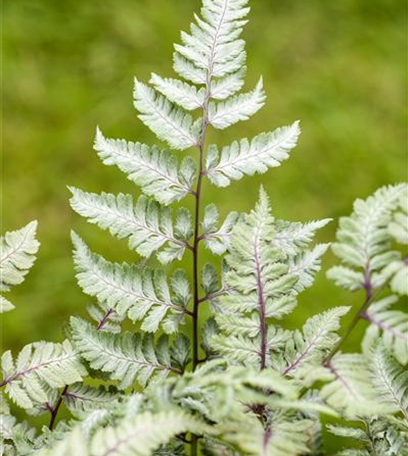 Keine Scheu vor Pflanzen im Badezimmer! Viele Gewächse fühlen sich hier superwohl.