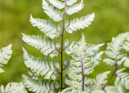 Keine Scheu vor Pflanzen im Badezimmer! Viele Gewächse fühlen sich hier superwohl.  Keine Scheu vor Pflanzen im Badezimmer! Viele Gewächse fühlen sich hier superwohl.
