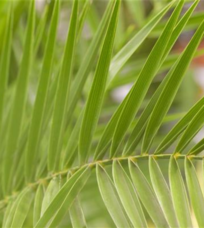 Keine Scheu vor Pflanzen im Badezimmer! Viele Gewächse fühlen sich hier superwohl.