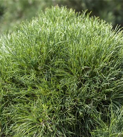 Grüne Kugeln – die etwas andere Weihnachtsdeko