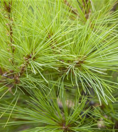 Grüne Kugeln – die etwas andere Weihnachtsdeko