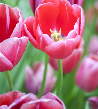 Tulpen pflanzen: Farbe für den Frühling