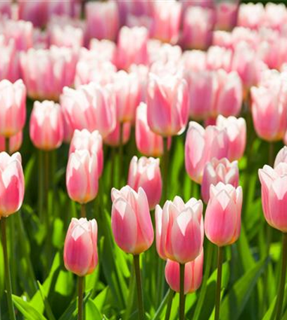 Tulpen im Garten – der bunte Wahnsinn