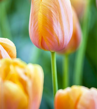 Tulpen im Garten – der bunte Wahnsinn