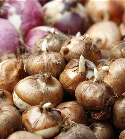 Tulpen pflanzen: Farbe für den Frühling