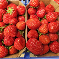 Erdbeeren