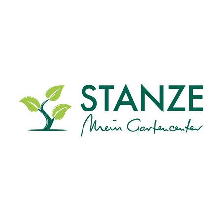 Zimmerkalla - Einpflanzen in ein Gefäss