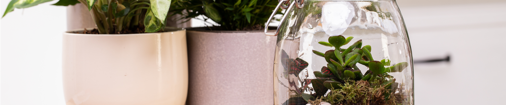  Biotop im Glas