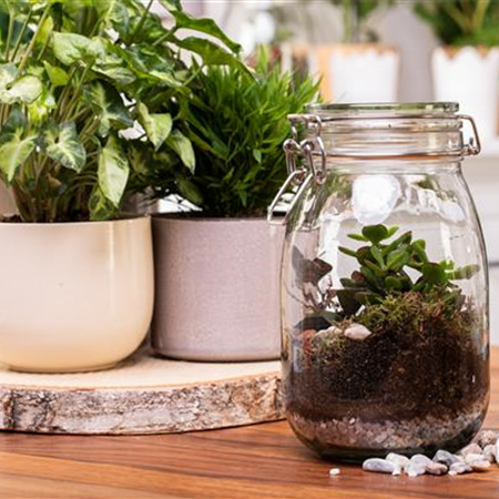 Der Zimmergarten – ein kleines Biotop im Glas Der Zimmergarten – ein kleines Biotop im Glas