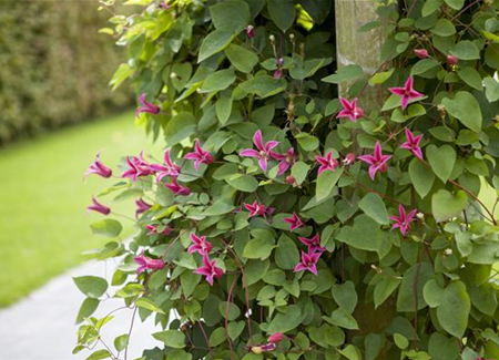 Kletterpflanzen und Schlingpflanzen im Garten Kletterpflanzen und Schlingpflanzen im Garten