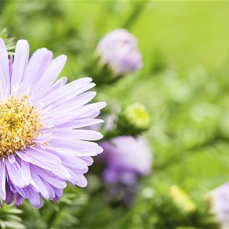 Astern - Einpflanzen im Garten Astern - Einpflanzen im Garten
