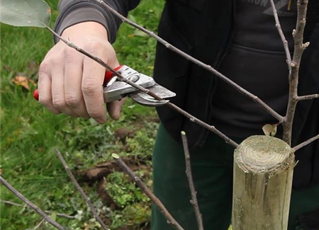 Obstbaumschnitt im Winter Obstbaumschnitt im Winter