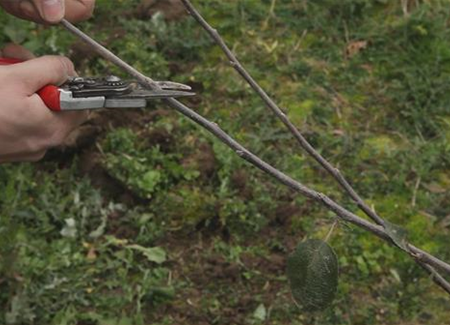 Apfelbaum - Pflanzschnitt Apfelbaum - Pflanzschnitt