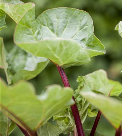 Schutz vor Wühlmäusen