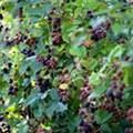 Rubus fruticosus 'Thornless Evergreen'