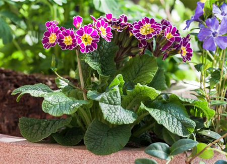 Tolle Frühblüher starten bunt ins Gartenjahr Tolle Frühblüher starten bunt ins Gartenjahr