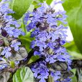 Ajuga reptans