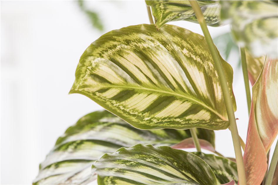 Calathea-1200x630-proportionalbiggest.webp