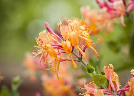 Frühblühende Gehölze - Die Vorboten des Frühlings Frühblühende Gehölze - Die Vorboten des Frühlings