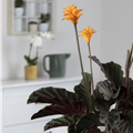 Calathea crocata 'Tassmania'