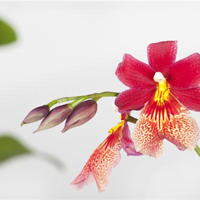 Cambria-Orchidee 'Nelly Isler' Cambria-Orchidee 'Nelly Isler'