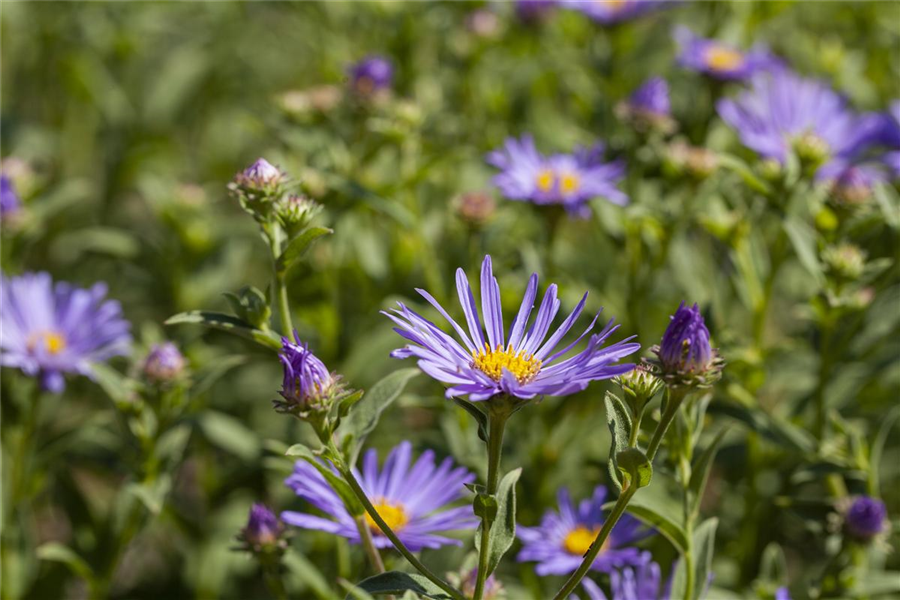 Garten-Sommer-Aster 'Sternkugel' Garten-Sommer-Aster 'Sternkugel'