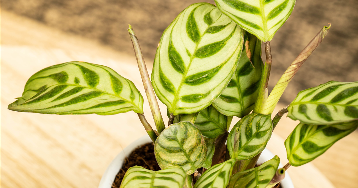 monstera monkey leaf standort Monstera Monkey Leaf