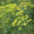 Anethum graveolens